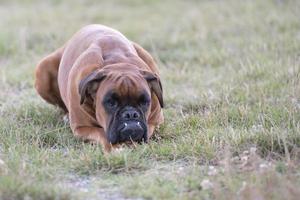 dog boxer young puppy while sitting on green grass photo