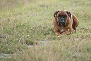 cachorro de perro boxeador mientras se sienta en la hierba verde foto