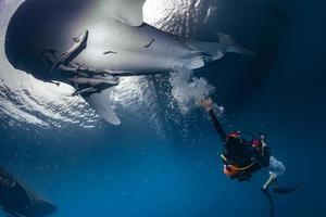 Whale Shark underwater approaching a scuba diver photo