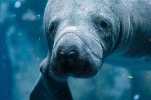 manatee close up portrait looking at you photo