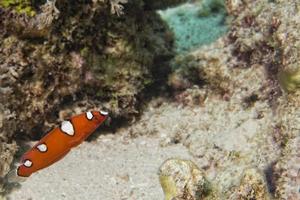 Coris rainbow wrasses fish portrait photo