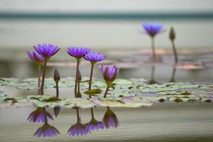 Water Lily flower reflection on water photo