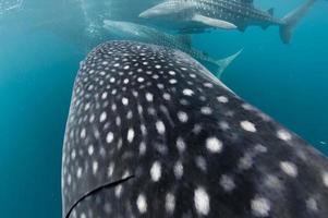 tiburón ballena cerrar retrato bajo el agua en papua foto