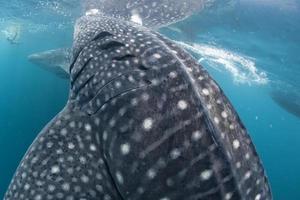 tiburón ballena viniendo hacia ti bajo el agua foto