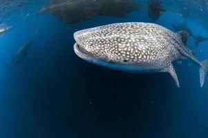 Whale Shark coming to you underwater photo