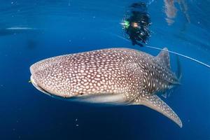 Whale Shark coming to you underwater photo