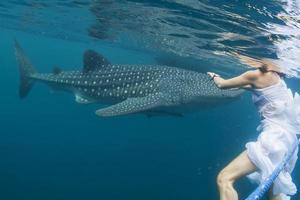 Whale Shark very near a snorkelist photo