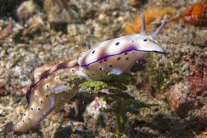 chromodoris coi nudibranquio foto