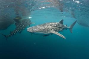 Whale Shark coming to you underwater photo