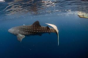 tiburón ballena viniendo hacia ti bajo el agua foto