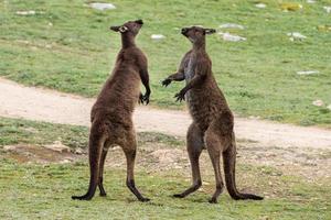 Two Male Kangaroo while fighting photo