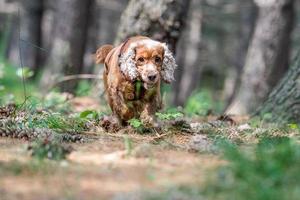 Young puppy dog English cocker spaniel while running on the grass photo