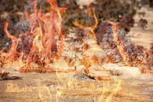 australia bush burning in fire photo