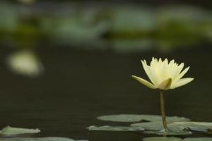 Water Lily flower reflection on water photo