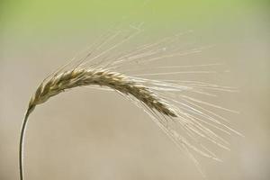 campo de trigo de grano maduro foto