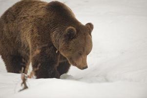 Isolated black bear brown grizzly walking on the snow photo