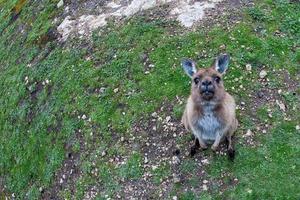 Puzzled kangaroo portrait close up portrait photo