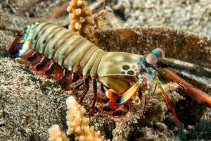 Mantis Lobster defending eggs photo