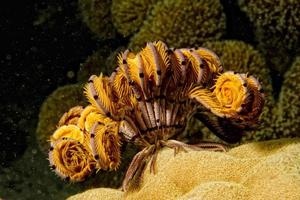 crinoid underwater while diving photo