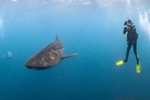 tiburón ballena bajo el agua acercándose a un buzo foto