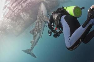 Whale Shark close encounter underwater in Papua photo
