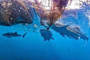 Whale Shark under fishermen platform in Papua photo