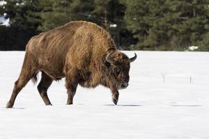 european bison portrait on snow background photo