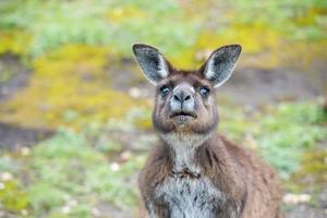 Kangaroo portrait while looking at you photo