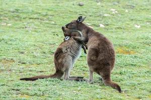 Kangaroos mother and son portrait photo