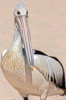 pelican portrait on the sandy beach photo
