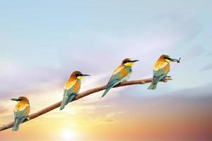 Bee eater on red sunset sky background photo