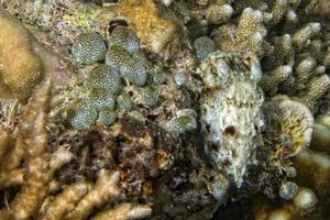 Squid cuttlefish underwater while eating shrimp photo