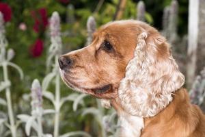 Dog puppy cocker spaniel portrait looking at you photo