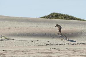 coyote on the sand photo