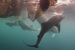 Whale Shark under fisherman fishing platform in Papua photo