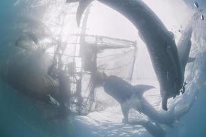 Five Whale Shark underwater approaching a fishing nest photo