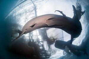 tiburón ballena bajo la plataforma de los pescadores en papua foto