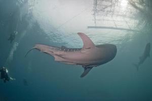 Whale Shark close up underwater portrait approaching scuba divers photo