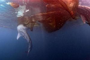 tiburón ballena bajo la plataforma de los pescadores en papua foto