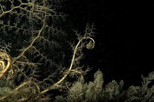 crinoid underwater while diving photo