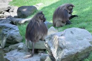 gelada babuino mono simio retrato foto