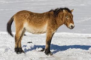 mongol wild horse on snow background photo