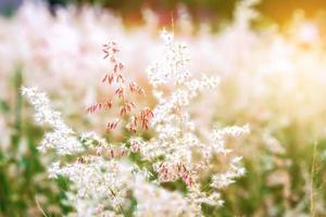 Pink Grass flowers full Blossom in evening sun. photo