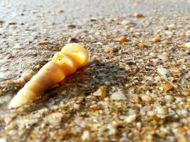 una pequeña concha en el fondo de la playa de arena foto