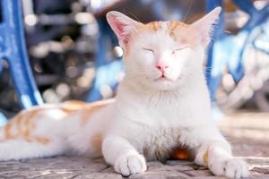 gato blanco durmiendo y relajándose en un fondo borroso. foto