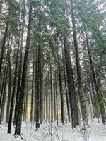 Pine winter forest wild nature photo