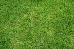 Green grass texture background Top view of bright grass garden Idea concept photo