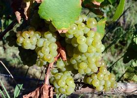 Grapes on the vine in the sunshine photo