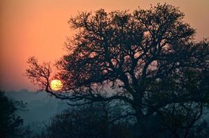 amanecer en el parque nacional kruger en sudáfrica foto