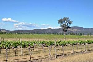 vides de uva en un campo en mudgee en australia foto